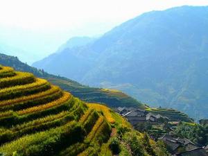 Rizières en terrasses de longji