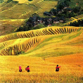rizière en terrasse de Longsheng