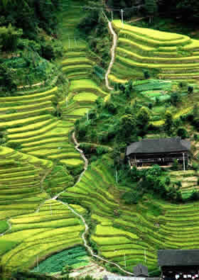 rizières de Longsheng