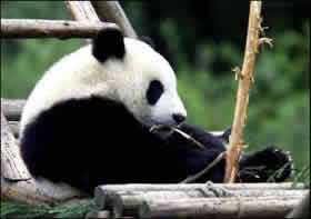 le panda du Sichuan