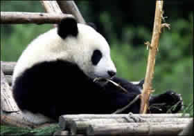 le grand panda