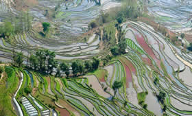rizières en terrasse de Yuanyang
